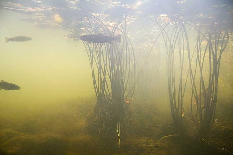 Nwfndlnd_050_fluvarium2