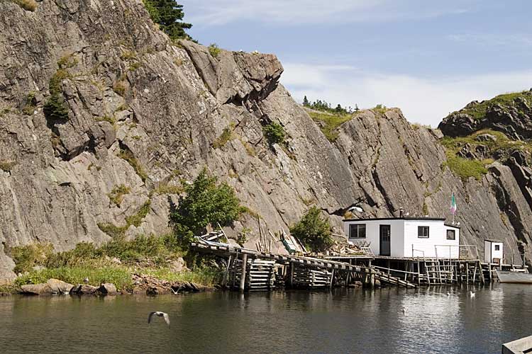 Nwfndlnd_072_quivi-vidi2